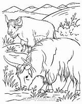 mountain goat Animals coloring Book Page Sheet 003 – Kids Time Fun  sketch template