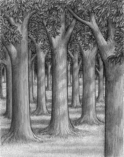 forest of trees drawing - Google Search | Forest drawing, Tree drawings ...