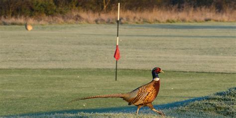 Swaffham Golf Club