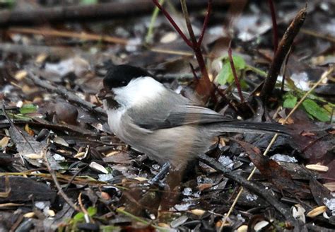 Willow tit | Nice bird,,with white -blavk -grey colors,,and … | Flickr