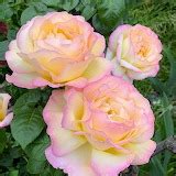 Oceanna - Other - My Peace Roses For a Friend's Request