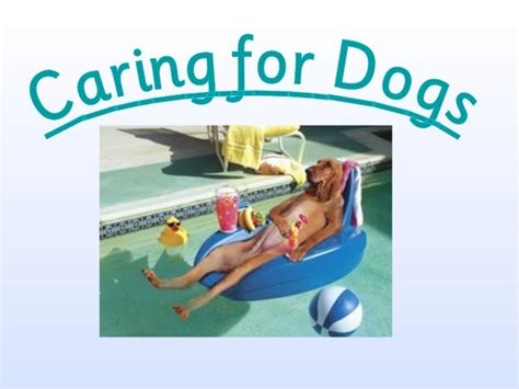 Caring for dogs