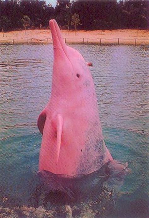 "Inia geoffrensis" - The Amazon River Dolphin AKA "The Pink Dolphin" | Delfín rosado, Animales ...