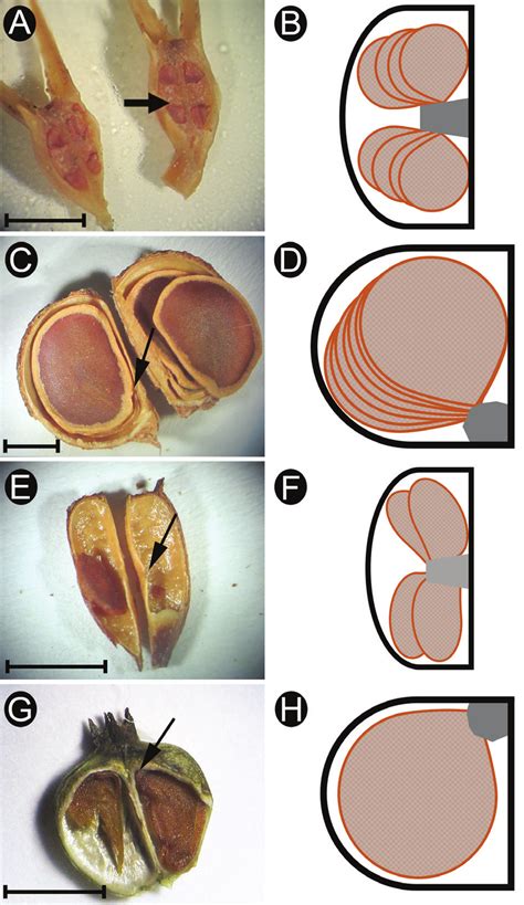 Longitudinal ovary sections (left column) and diagrams (right column),... | Download Scientific ...