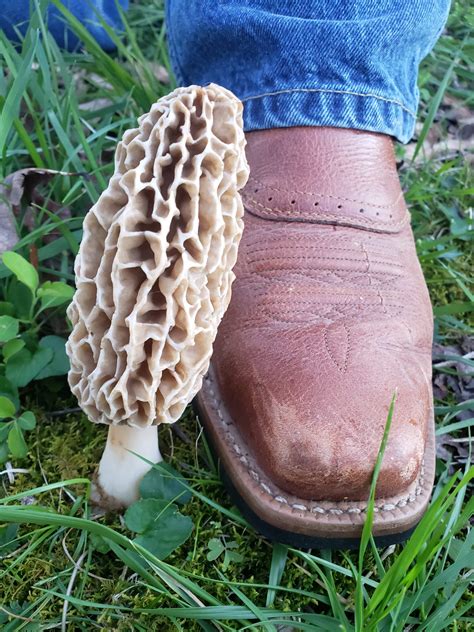 Giant morel mushroom we found here in TN! : r/foraging