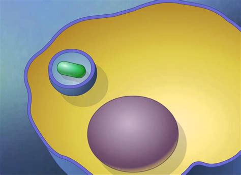 Endocytosis and Exocytosis [HD Animation] (+playlist) | Teaching biology, Cell transport, Cell ...