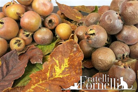 Medlar Recipes - Fratelli ai Fornelli