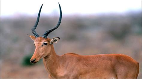 Amazing : Hirola (Also Known as Hunter’s Hartebeest)