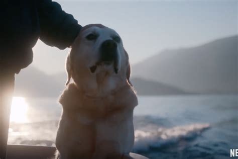 Dogs: Netflix unveils trailer for heartwarming new documentary series | OK! Magazine