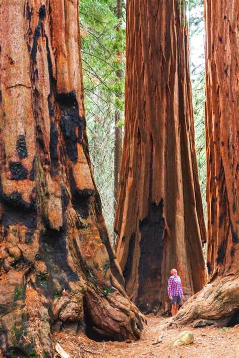 Hiking Trails In Redwood National and State Parks