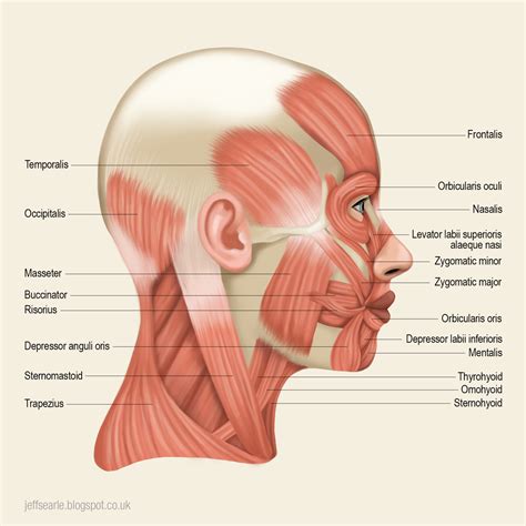 Muscles Of The Head And Neck Labeled