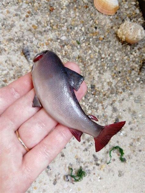 Do You Think This Fish Is Real? (11 pics) - Izismile.com