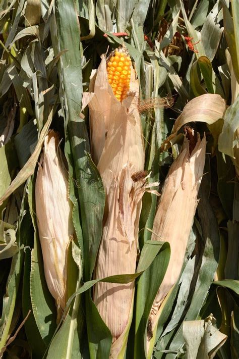 Corn stalks stock photo. Image of corn, fall, natural - 78588796