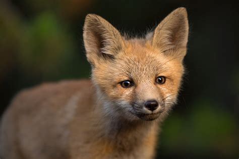 Young Fox