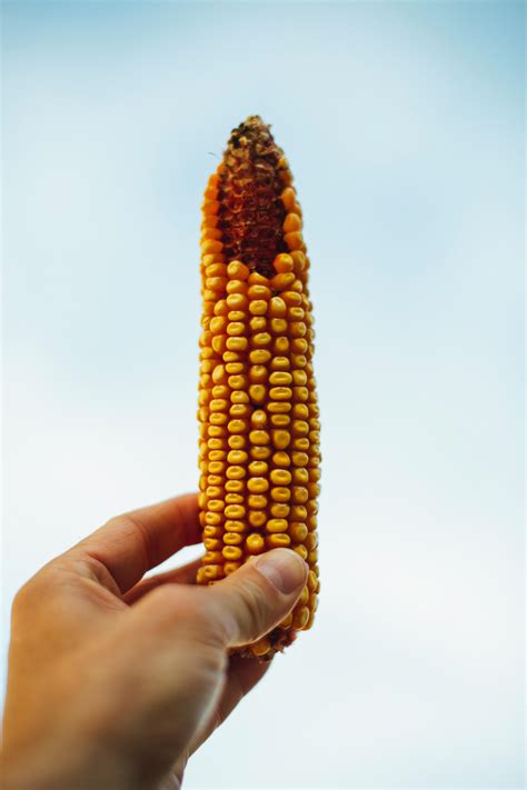 Corn Cob · Free Stock Photo