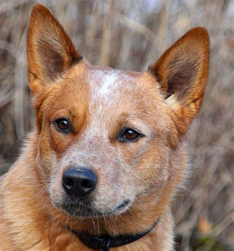 Red Merle Australian Cattle Dog - aspca donation rating