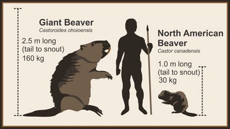 Castoroides: The Giant Beaver That Roamed Prehistoric Earth