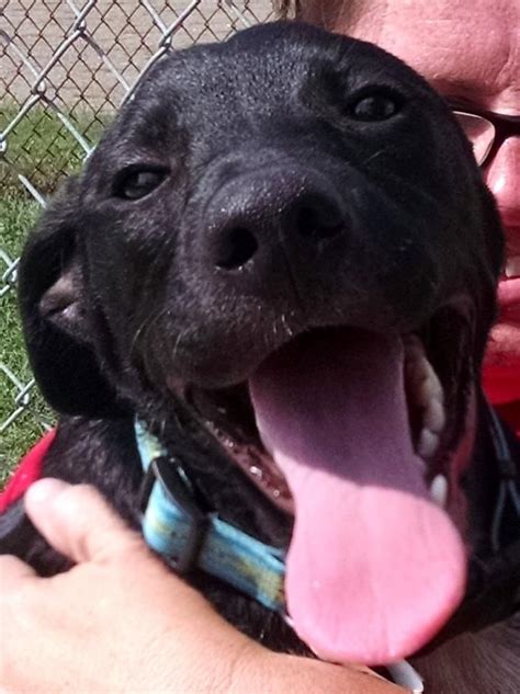 Meet 22 Chevy, a Petfinder adoptable Labrador Retriever Dog | Canton, OH | Available for ...