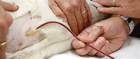 Blood Transfusions in Anemic Dogs and Cats | Today's Veterinary Nurse