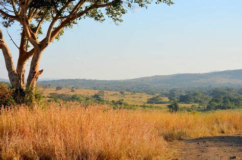 South African Bush veld at Huhuluwe Game Reserve Kwa-zulu Natal ,K ...