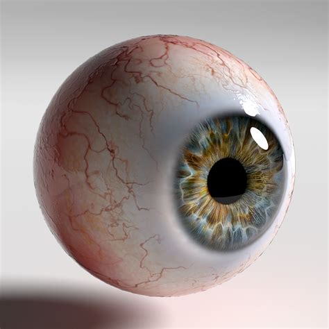 Human Eyeball, Eyeball Art, Photo Oeil, See Tattoo, Realistic Eye, Eye Photography, Medical ...