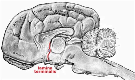 Lamina Terminalis Cranial Anatomy, Male Sketch, Neuro