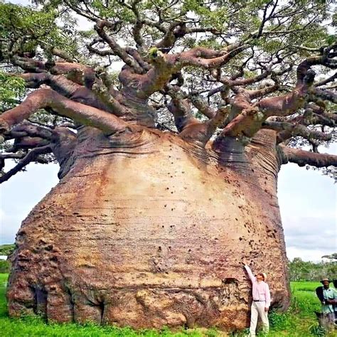 5 Baobab Seeds Adansonia digitata "Tree of Life" Rare Monkey Bread Bonsai Plant | eBay