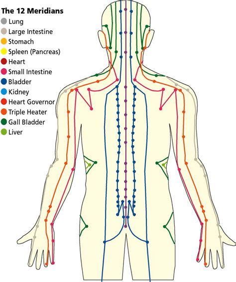 Energy flow: understanding the body’s Meridian lines | Acupressure ...