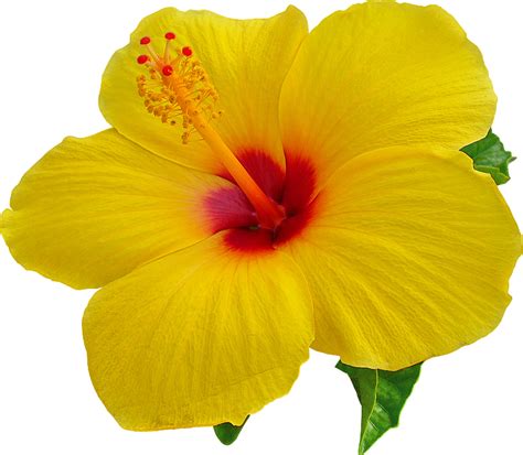 Transparent Background Yellow Hibiscus Png Including Transparent Png | Images and Photos finder