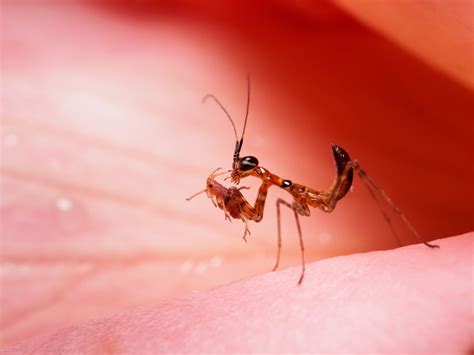 What Do Baby Praying Mantis Eat? - Feeding Nature