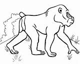 Baby Baboon Coloring Page sketch template