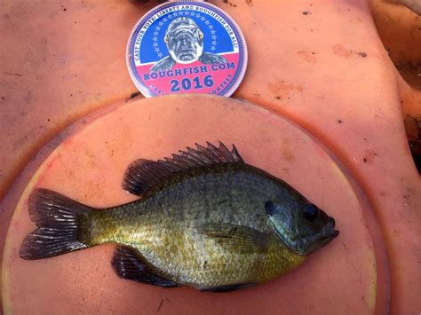 Sunfish, Bluegill | www.roughfish.com