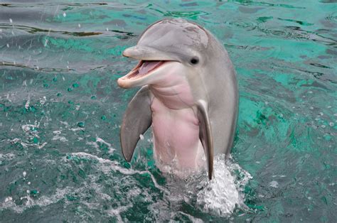 Cute little baby dolphin : r/aww