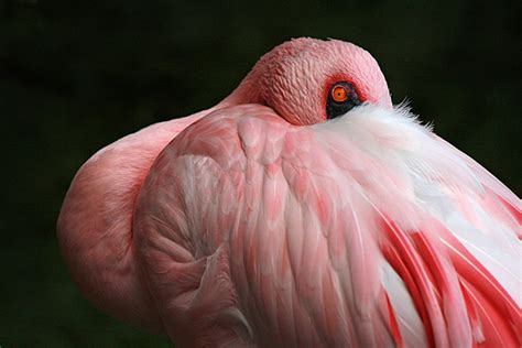 Florida Wildlife on Behance