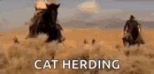 Cat Herding GIFs | Tenor