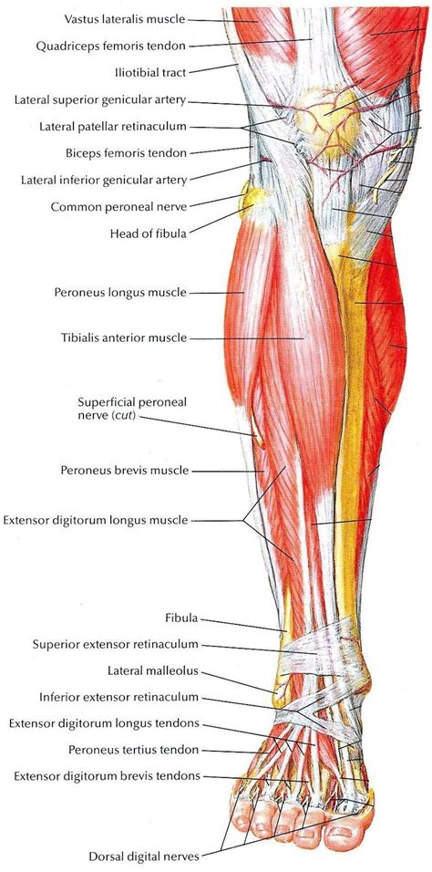 Pin by Golden Foto on Anatomia | Anatomy, Leg anatomy, Muscle anatomy