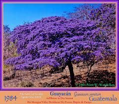 GUAYACAN TREE Guaiacum sanctum IN FLOWER in the Río Motagua Valley, Zacapa, Guatemala. 1984 ...