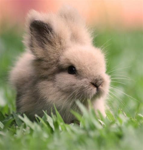 Tiny Bunny