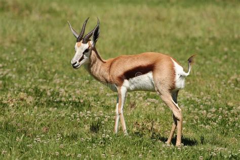 Springbuck female, Namibia stock image. Image of antelope - 11193419