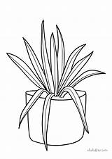 aloe Vera coloring Page  Ohoh Deco sketch template