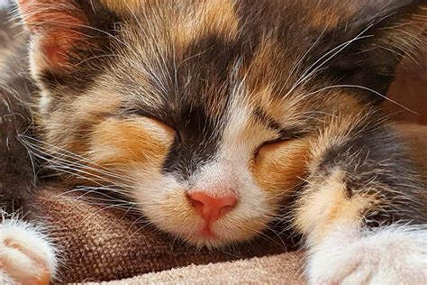 Sleeping Kitten Free Stock Photo - Public Domain Pictures