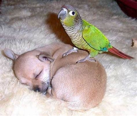 deroucicho: Most Adorable Animal Pairings Images