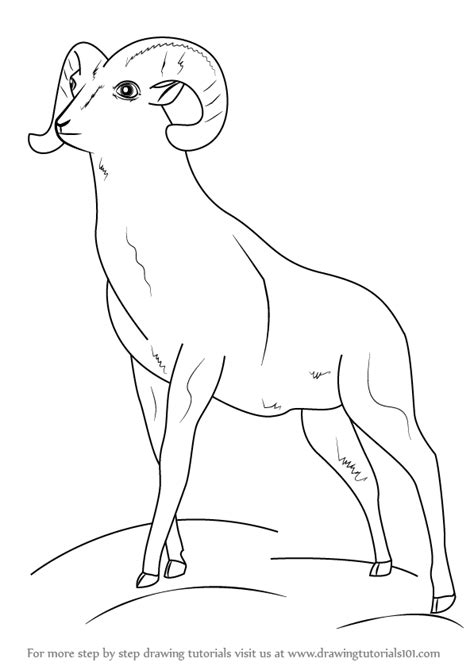 Learn How to Draw a Bighorn sheep (Wild Animals) Step by Step : Drawing ...