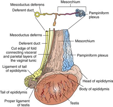 Anatomy and Physical Examination of the Stallion | Veterian Key