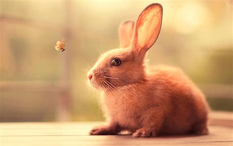 Bunny Cute Wallpaper,HD Animals Wallpapers,4k Wallpapers,Images,Backgrounds,Photos and Pictures