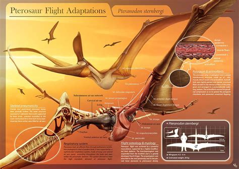 Pterosaur Flight Adaptations - Pteranodon sternbergi - Hugo Salais López - Pterosaur - Wikipedia ...