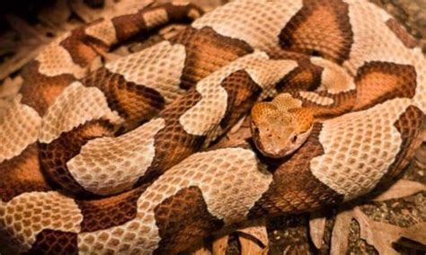 Copperhead Snake Habitat Map