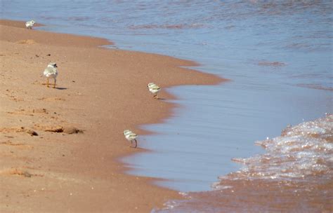 Piping Plovers On The Move (U.S. National Park Service)