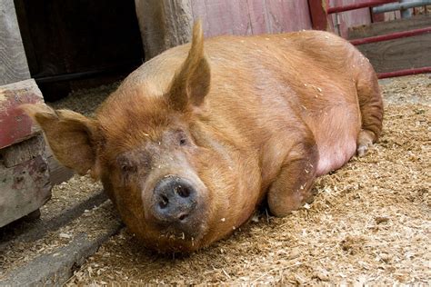 Tamworth Pig Photograph by Bonnie Sue Rauch | Pixels