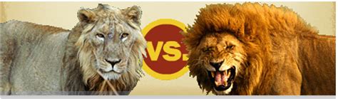 Asiatic Lion vs African Lion | Attayaya Blog